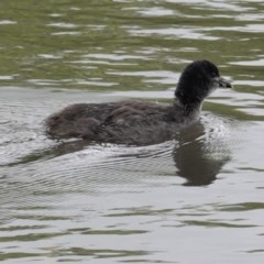 Fulica atra (Eurasian Coot) at City Renewal Authority Area - 26 Oct 2020 by JackyF