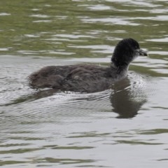 Fulica atra (Eurasian Coot) at Lyneham Wetland - 26 Oct 2020 by JackyF