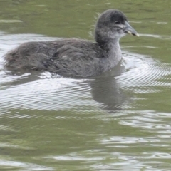 Fulica atra at Lyneham, ACT - 26 Oct 2020