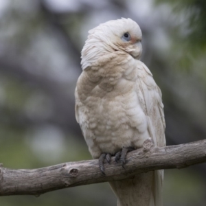 Cacatua sanguinea at Higgins, ACT - 27 Oct 2020