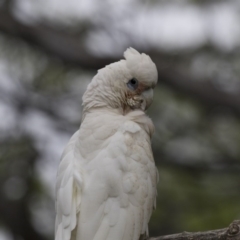 Cacatua sanguinea at Higgins, ACT - 27 Oct 2020 08:02 AM