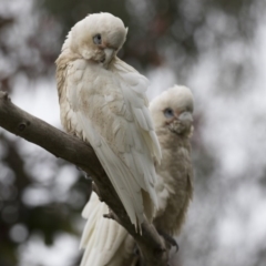 Cacatua sanguinea at Higgins, ACT - 27 Oct 2020 08:02 AM