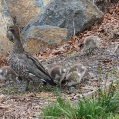 Chenonetta jubata (Australian Wood Duck) at Lyneham, ACT - 26 Oct 2020 by JackyF