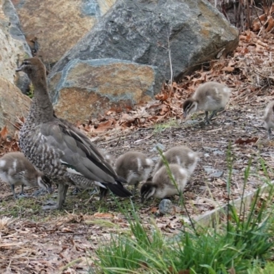 Chenonetta jubata (Australian Wood Duck) at Lyneham, ACT - 26 Oct 2020 by JackyF