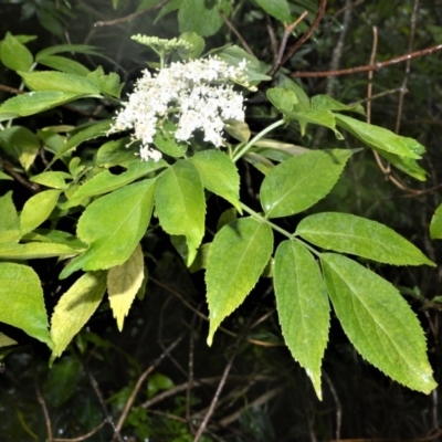 Sambucus australasica (Native Elderberry, Yellow Elderberry, Native Elder) at Bellawongarah, NSW - 27 Oct 2020 by plants