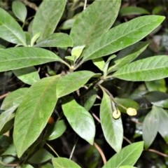 Psychotria loniceroides (Hairy Psychotria) at Kangaroo Valley, NSW - 27 Oct 2020 by plants