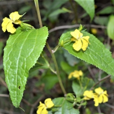 Goodenia ovata (Hop Goodenia) at  - 27 Oct 2020 by plants