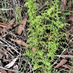 Lindsaea microphylla (Lacy Wedge-fern) at Mount Murray, NSW - 27 Oct 2020 by plants