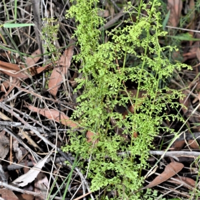 Lindsaea microphylla (Lacy Wedge-fern) at Mount Murray, NSW - 27 Oct 2020 by plants