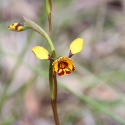 Diuris semilunulata (Late Leopard Orchid) at Downer, ACT - 27 Oct 2020 by petersan