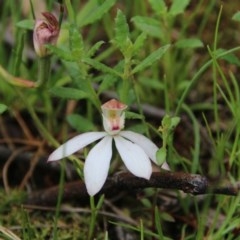 Caladenia moschata (Musky Caps) at Downer, ACT - 27 Oct 2020 by petersan
