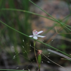 Caladenia moschata at Downer, ACT - 27 Oct 2020