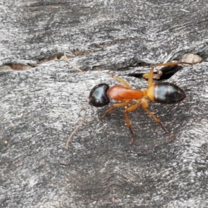 Camponotus consobrinus at Holt, ACT - 27 Oct 2020