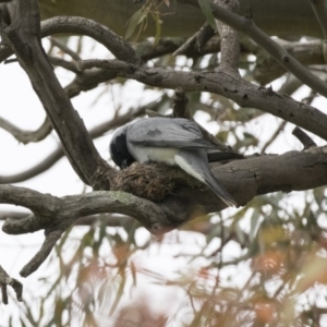 Coracina novaehollandiae at Hawker, ACT - 27 Oct 2020