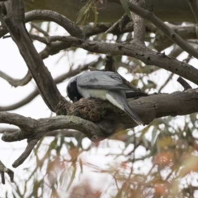 Coracina novaehollandiae (Black-faced Cuckooshrike) at The Pinnacle - 26 Oct 2020 by AlisonMilton