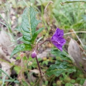 Solanum cinereum at Holt, ACT - 27 Oct 2020