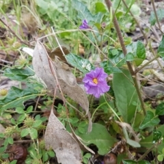 Solanum cinereum at Holt, ACT - 27 Oct 2020