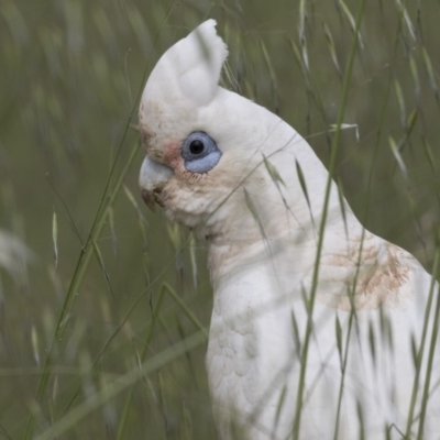 Cacatua sanguinea (Little Corella) at Hawker, ACT - 27 Oct 2020 by AlisonMilton