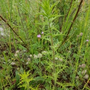 Carthamus lanatus at Holt, ACT - 27 Oct 2020