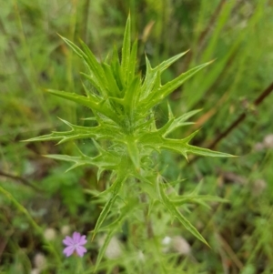 Carthamus lanatus at Holt, ACT - 27 Oct 2020