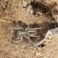 Tasmanicosa sp. (genus) (Tasmanicosa wolf spider) at Holt, ACT - 27 Oct 2020 by trevorpreston