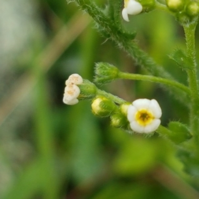 Hackelia suaveolens (Sweet Hounds Tongue) at Holt, ACT - 27 Oct 2020 by trevorpreston