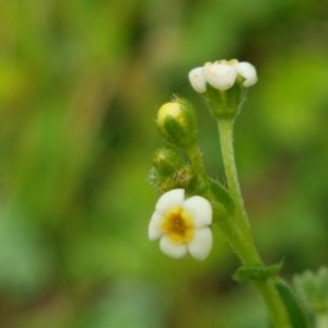 Hackelia suaveolens at Holt, ACT - 27 Oct 2020