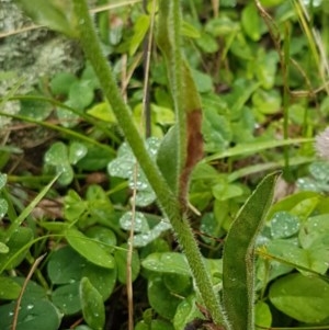 Hackelia suaveolens at Holt, ACT - 27 Oct 2020