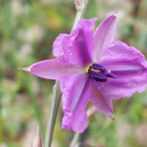 Arthropodium fimbriatum at Holt, ACT - 27 Oct 2020