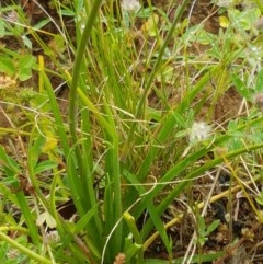 Arthropodium fimbriatum at Holt, ACT - 27 Oct 2020