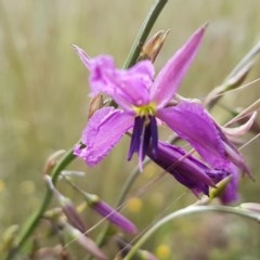 Arthropodium fimbriatum at Holt, ACT - 27 Oct 2020