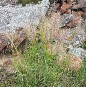 Austrostipa densiflora at Holt, ACT - 27 Oct 2020