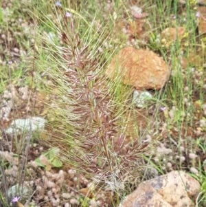 Austrostipa densiflora at Holt, ACT - 27 Oct 2020