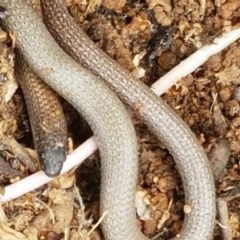 Aprasia parapulchella (Pink-tailed Worm-lizard) at Holt, ACT - 27 Oct 2020 by trevorpreston