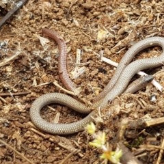 Aprasia parapulchella at Holt, ACT - 27 Oct 2020