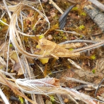 Peakesia hospita (Common Peakesia Grasshopper) at Holt, ACT - 27 Oct 2020 by tpreston