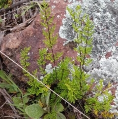 Cheilanthes sieberi (Rock Fern) at Holt, ACT - 27 Oct 2020 by tpreston