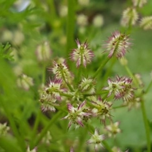 Daucus glochidiatus at Holt, ACT - 27 Oct 2020