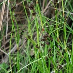 Schoenus apogon (Common Bog Sedge) at Holt, ACT - 27 Oct 2020 by tpreston