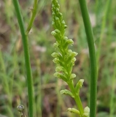 Microtis sp. (Onion Orchid) - 1 Jan 1900 by trevorpreston