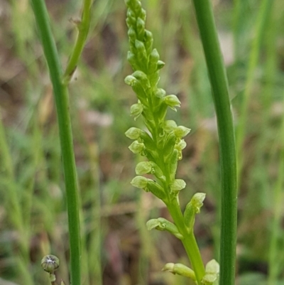 Microtis sp. (Onion Orchid) at Holt, ACT - 27 Oct 2020 by trevorpreston