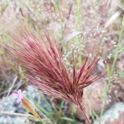Bromus rubens (Red Brome) at Ginninderry Conservation Corridor - 27 Oct 2020 by trevorpreston