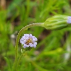 Vittadinia muelleri (Narrow-leafed New Holland Daisy) at Holt, ACT - 27 Oct 2020 by tpreston