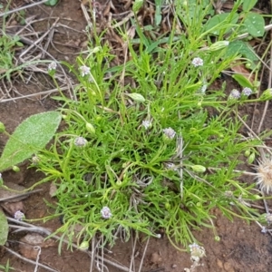 Vittadinia muelleri at Holt, ACT - 27 Oct 2020