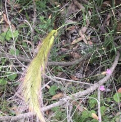 Dichelachne (genus) (Plume Grasses) at Holt, ACT - 27 Oct 2020 by strigo
