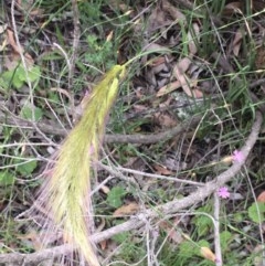 Dichelachne sp. (Plume Grasses) at Holt, ACT - 27 Oct 2020 by strigo