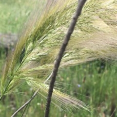 Dichelachne sp. at Holt, ACT - 27 Oct 2020