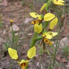 Diuris sulphurea (Tiger Orchid) at Tuggeranong Hill - 27 Oct 2020 by Owen