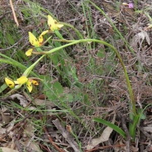 Diuris sulphurea at Theodore, ACT - suppressed