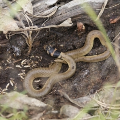 Pseudonaja textilis (Eastern Brown Snake) at The Pinnacle - 27 Oct 2020 by AlisonMilton